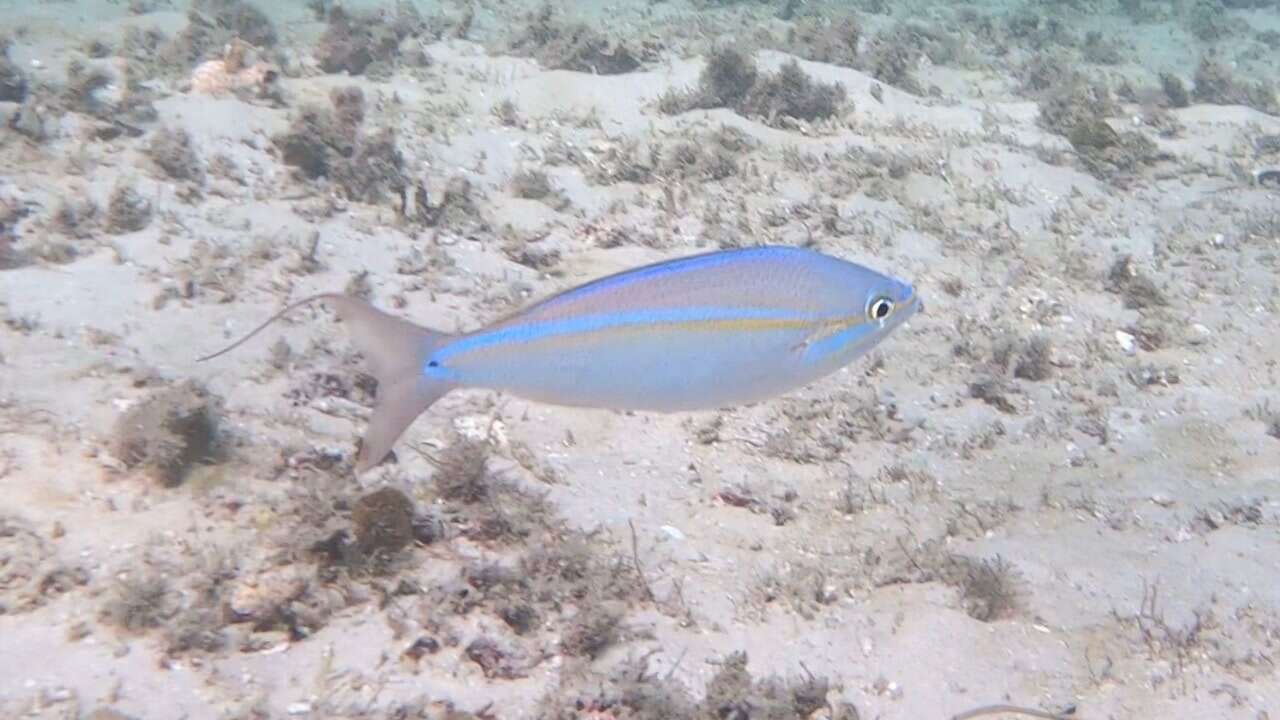 Image of Blue-faced whiptail