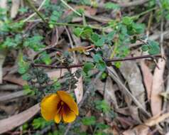 Image of Bossiaea cordigera Hook. fil.