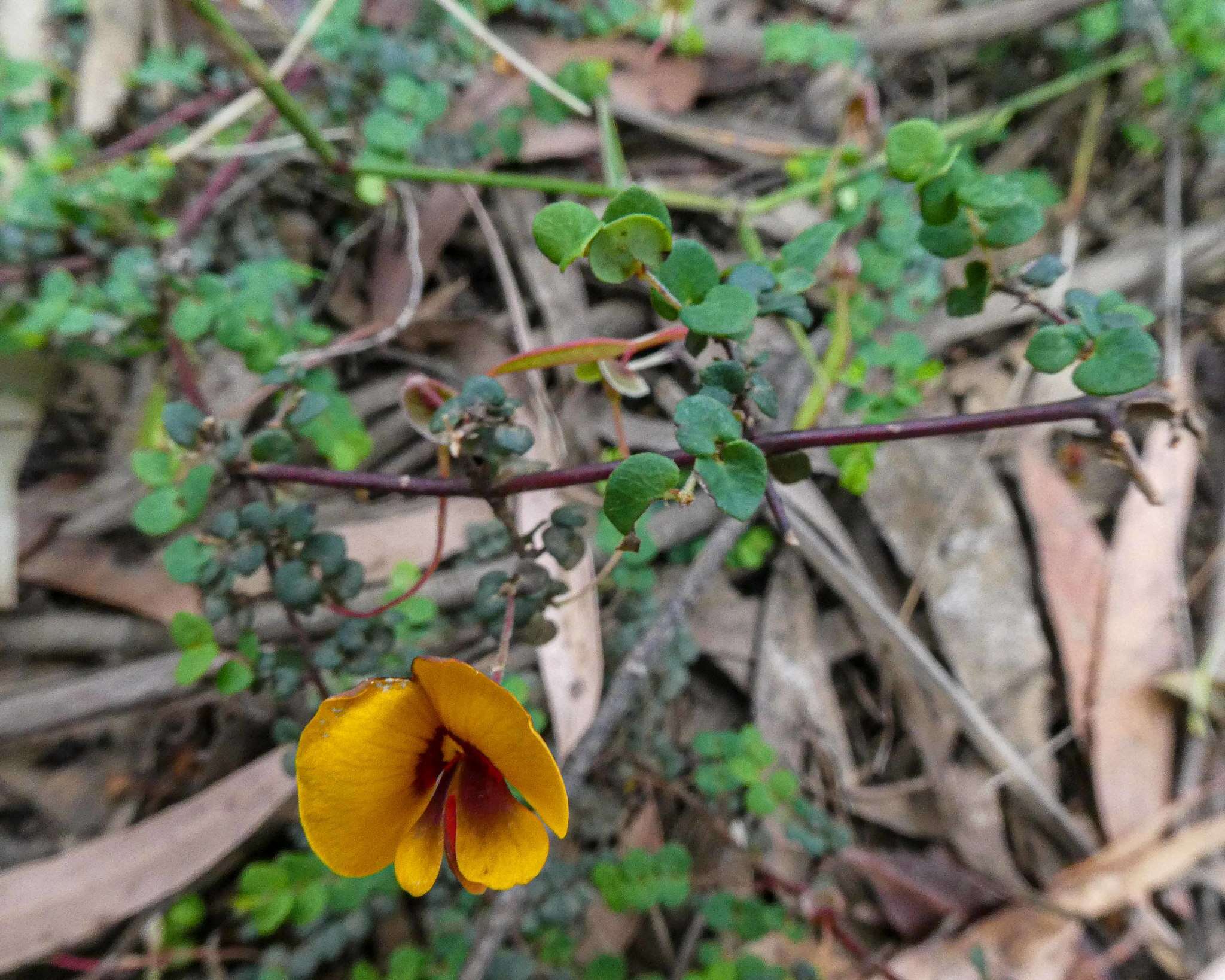 Image of Bossiaea cordigera Hook. fil.