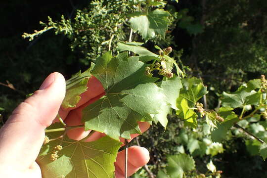 Image of sweet mountain grape