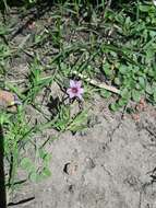 Image of swordleaf blue-eyed grass