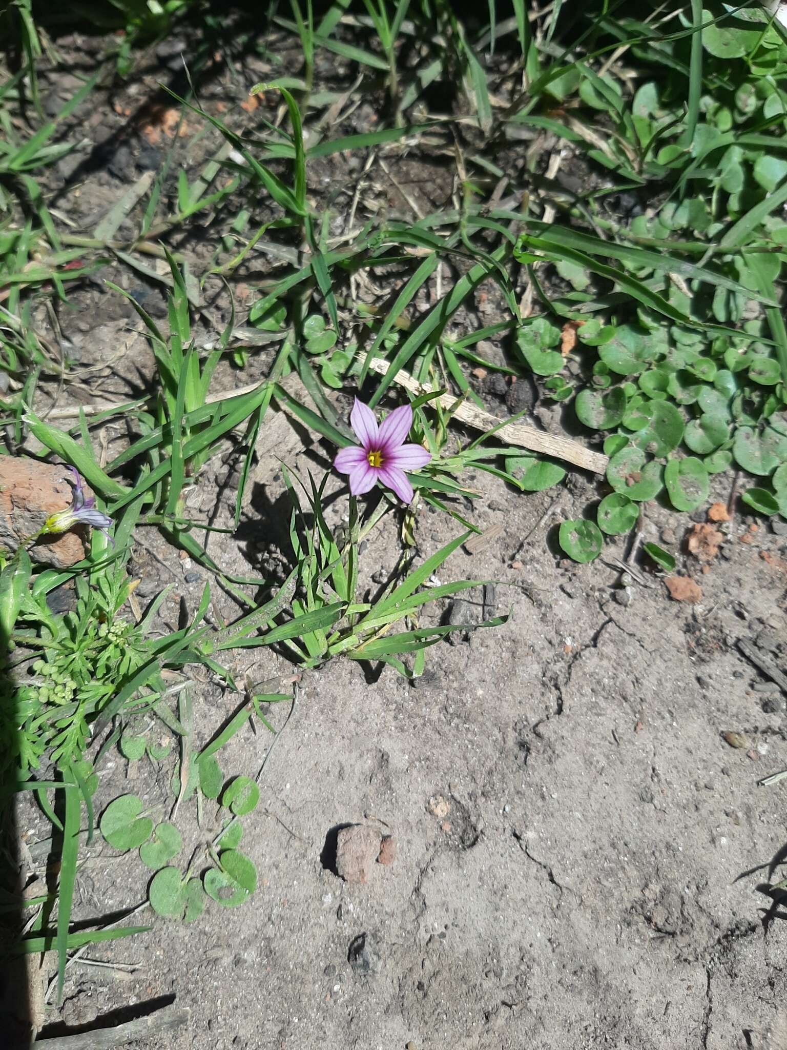 Image of swordleaf blue-eyed grass