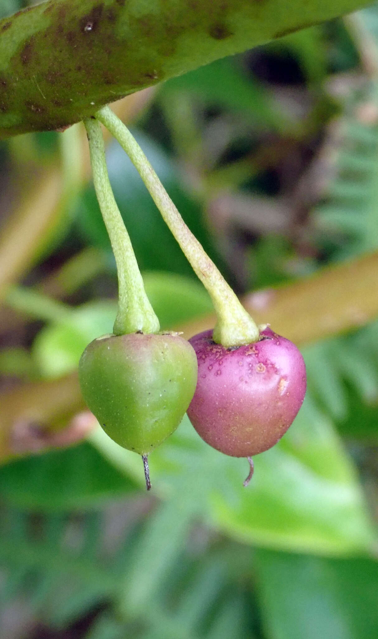 Image of Myoporum semotum Heenan & de Lange