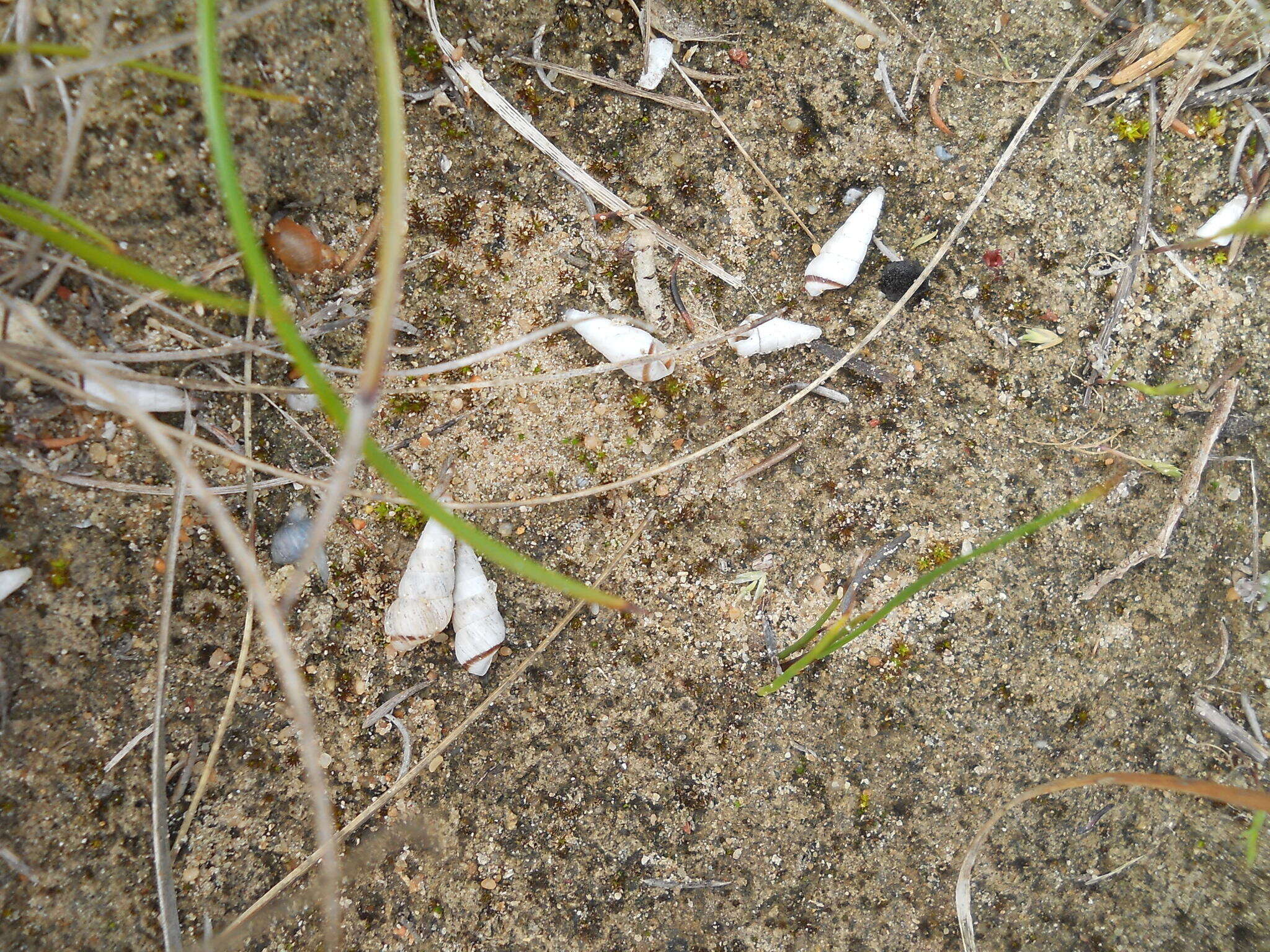 Image of Pointed snail