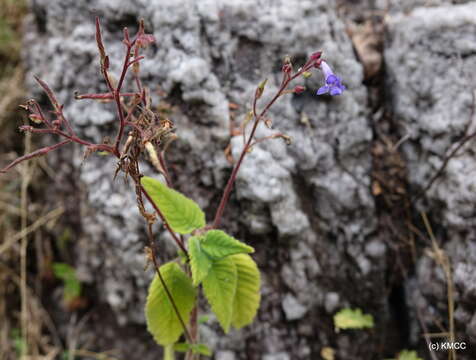 Image of Streptocarpus hilsenbergii R. Brown