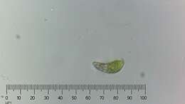 Imagem de Euglena pisciformis