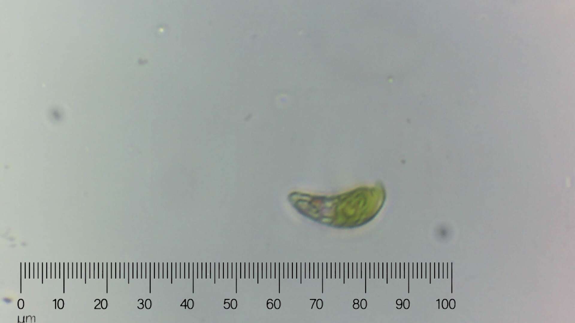 Image of Euglena pisciformis