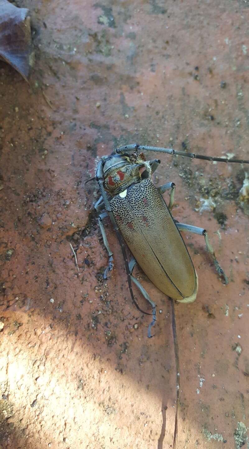 Image of Batocera rufomaculata (Degeer 1775)