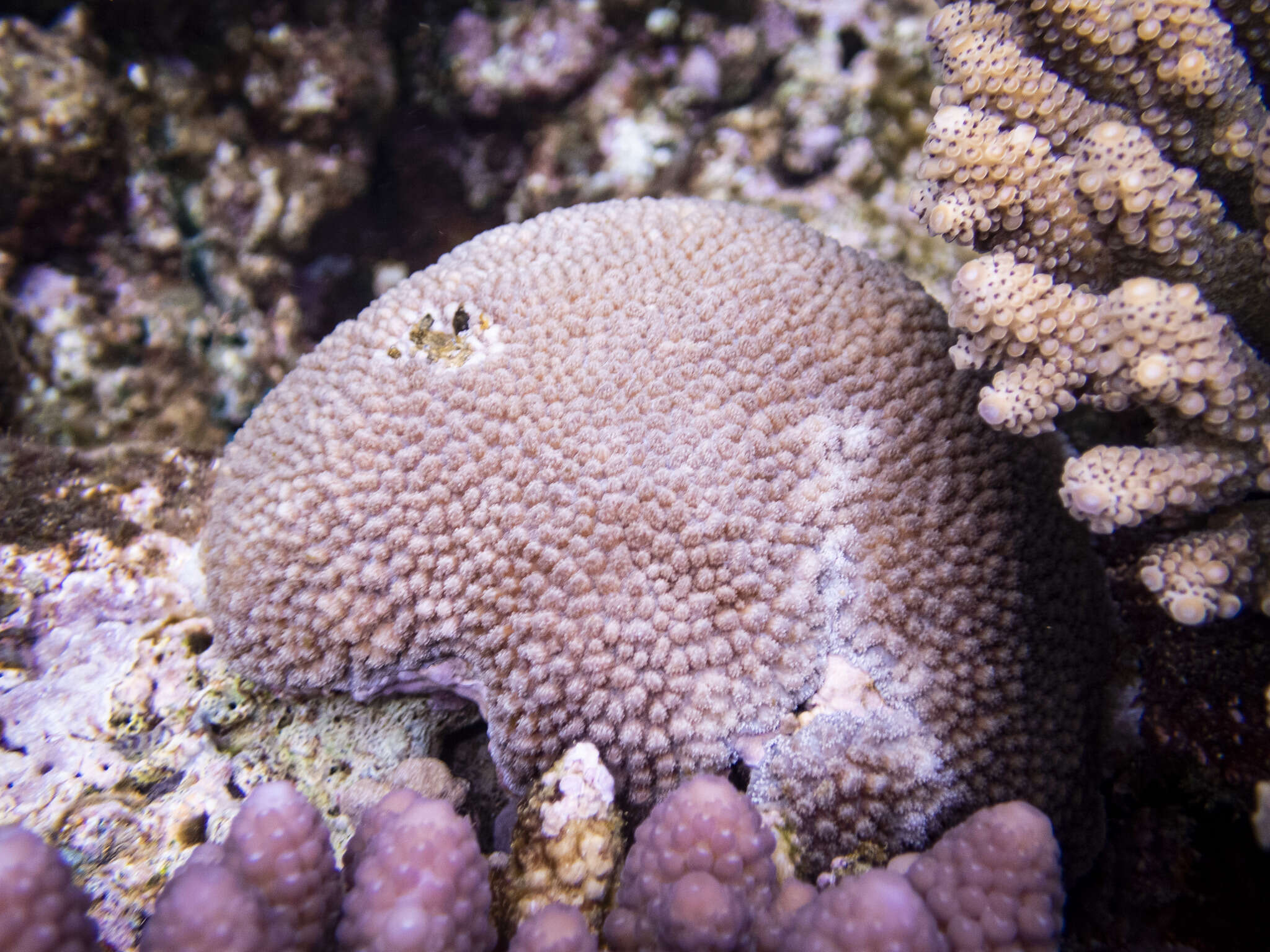 Image of spine coral