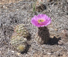 Image of Echinocereus reichenbachii var. perbellus (Britton & Rose) L. D. Benson