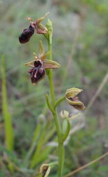 Image of Ophrys sphegodes subsp. mammosa (Desf.) Soó ex E. Nelson