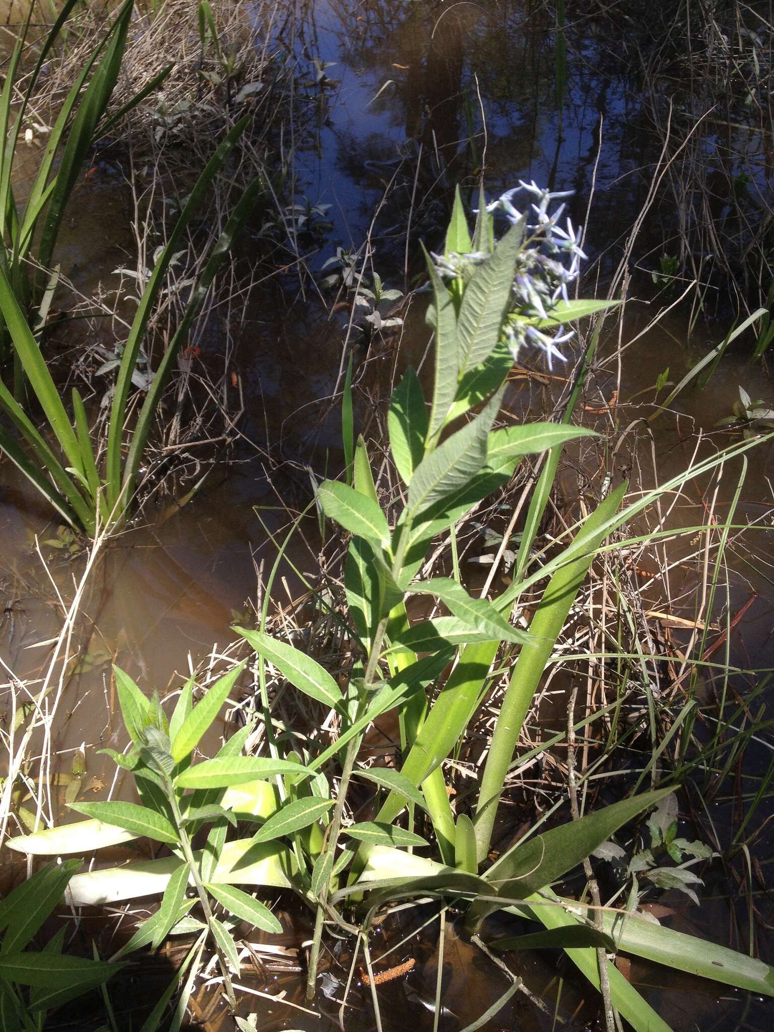 Image de Amsonia tabernaemontana var. salicifolia (Pursh) Woodson