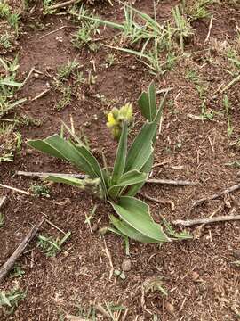 Image of Hypoxis obtusa Burch. ex Ker Gawl.