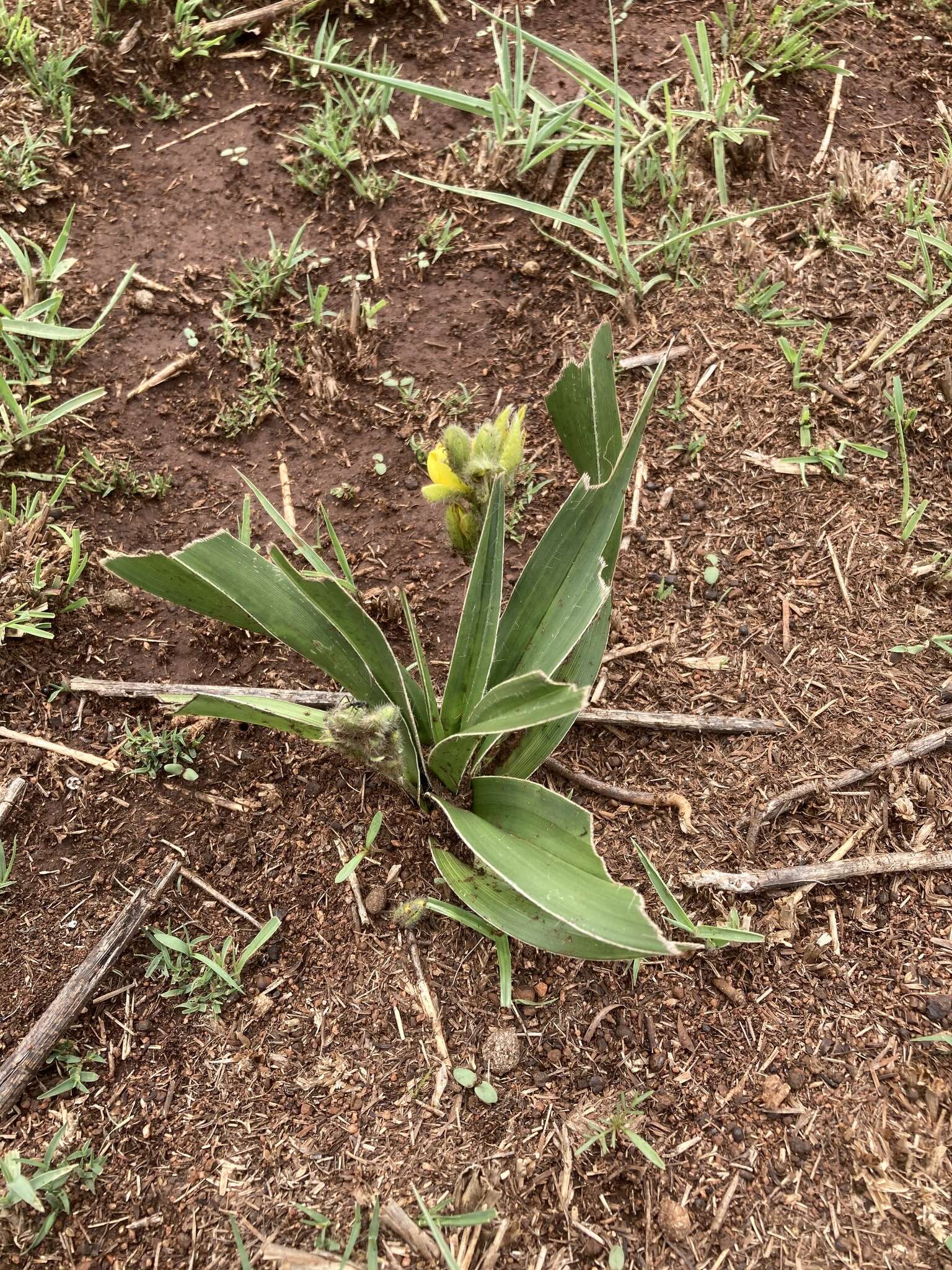 Image of Hypoxis obtusa Burch. ex Ker Gawl.