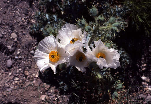 Image of Mojave pricklypoppy