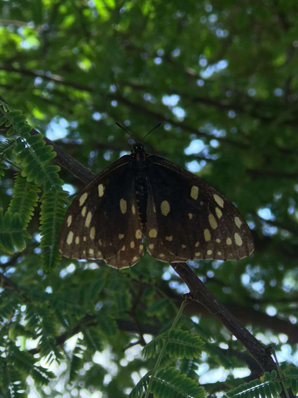 Image of Baronia brevicornis Salvin 1893