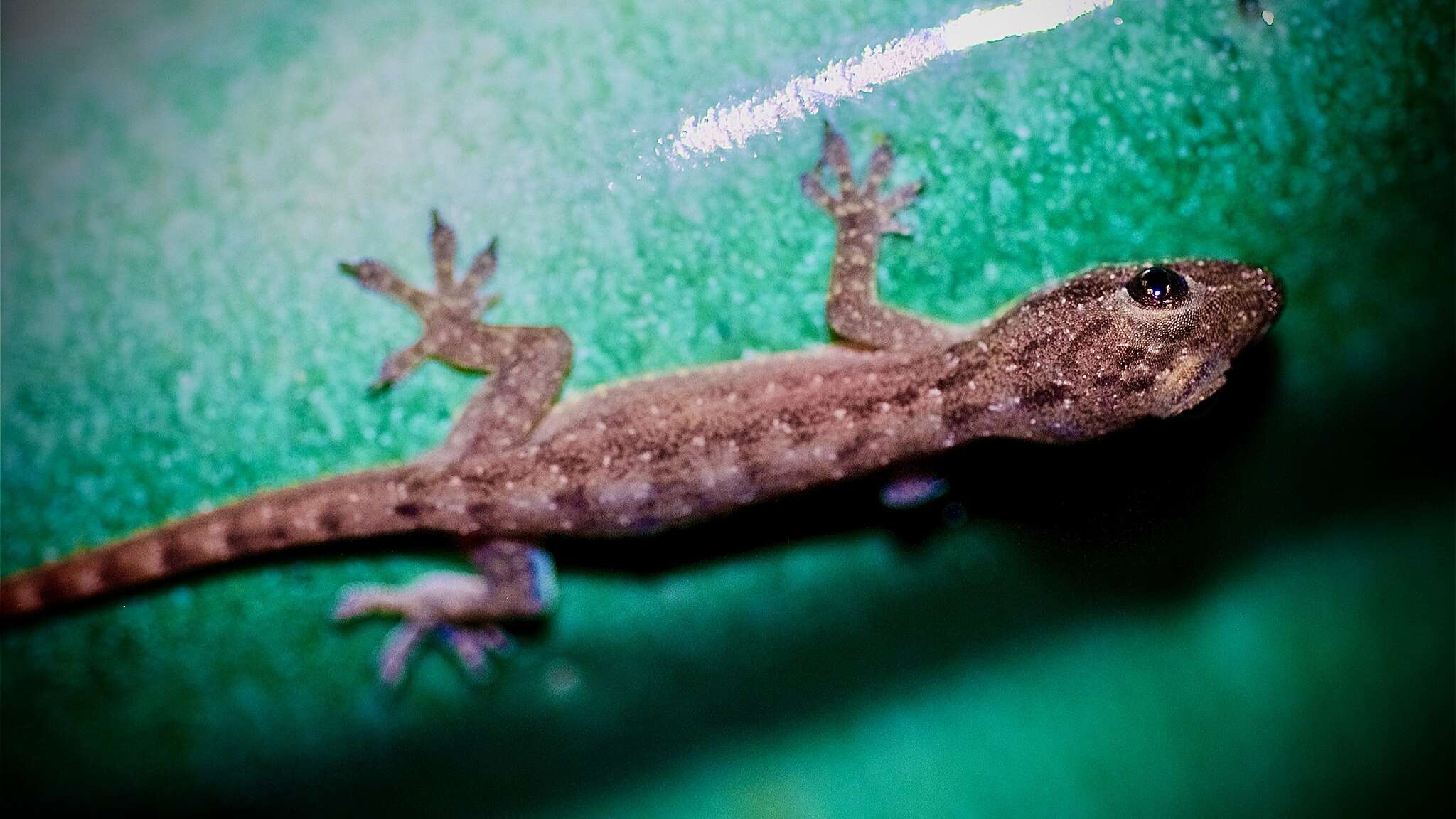 Image of Indo-Pacific gecko