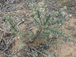 Image of Hermannia trifoliata L.