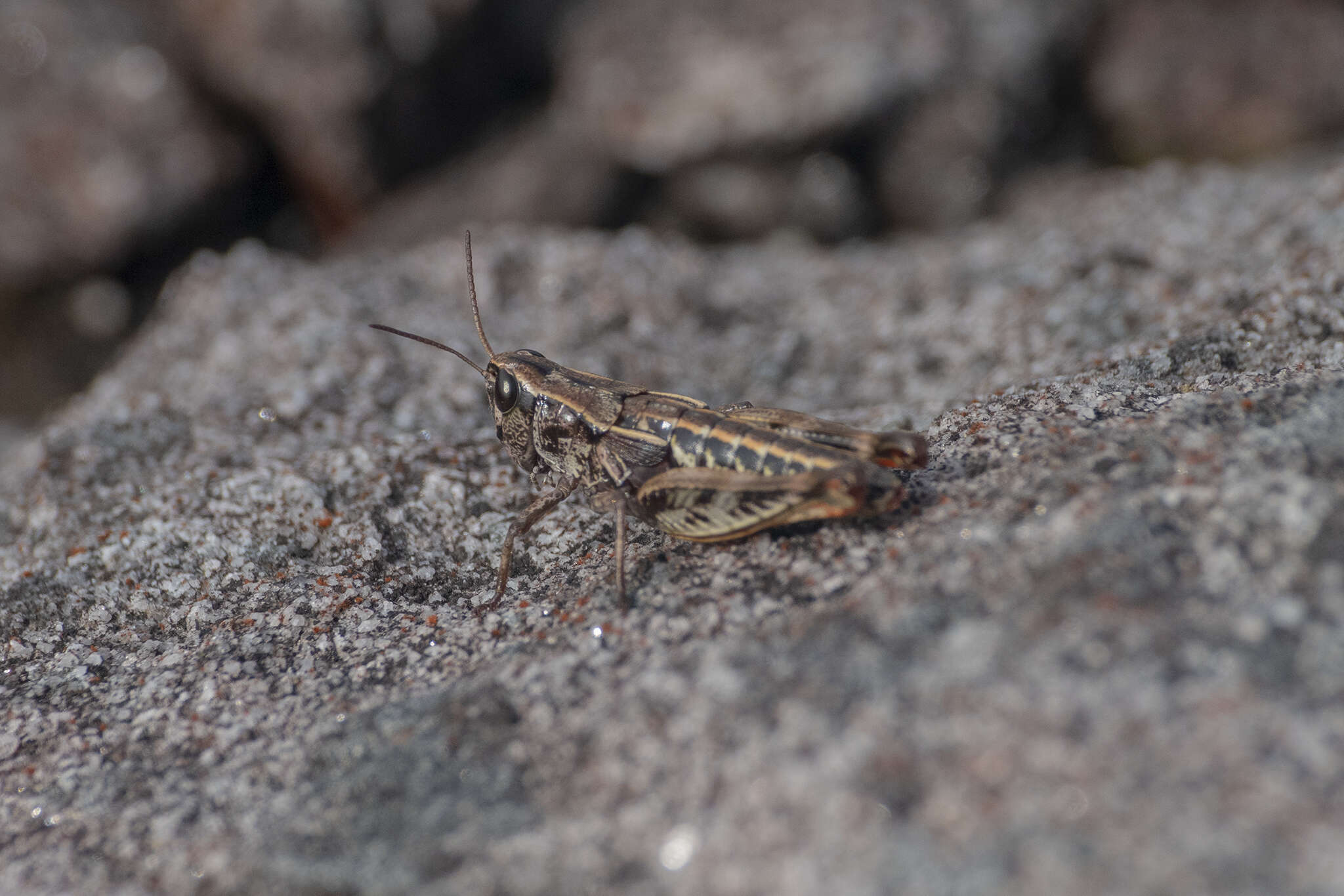 Слика од Alpinacris crassicauda Bigelow 1967