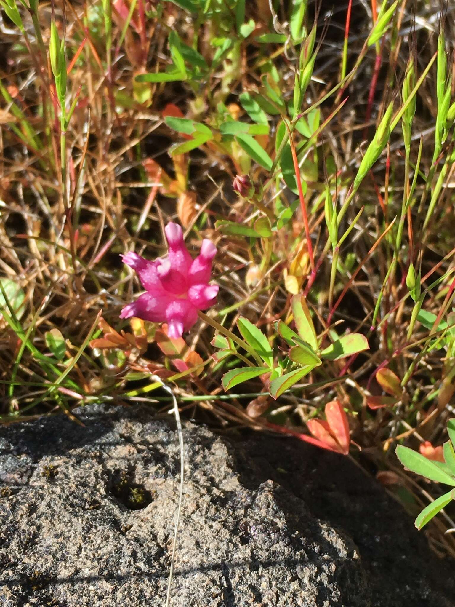 Image of cowbag clover