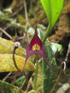 Image of Masdevallia cucullata Lindl.