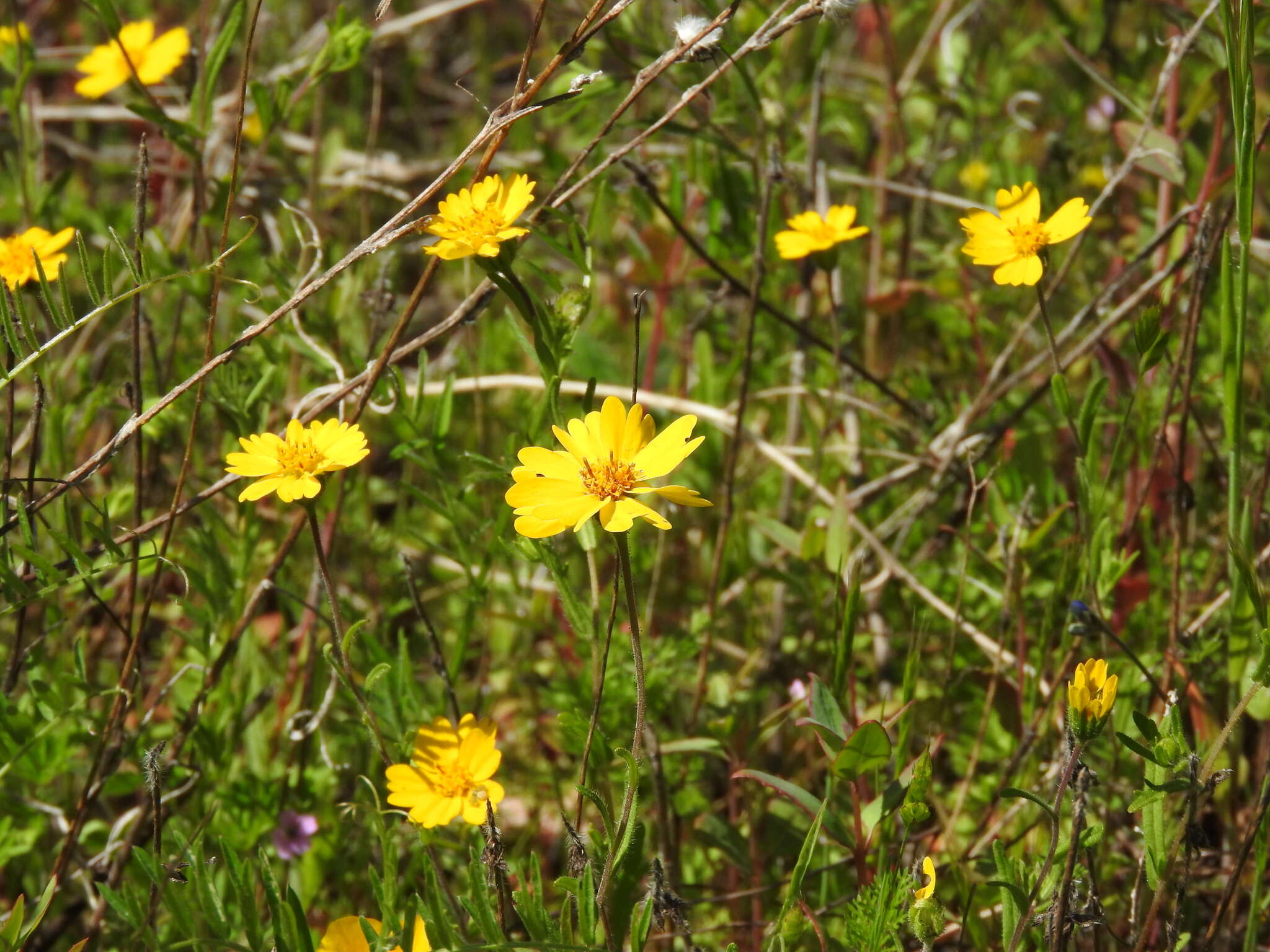 Image of Sierra tidytips