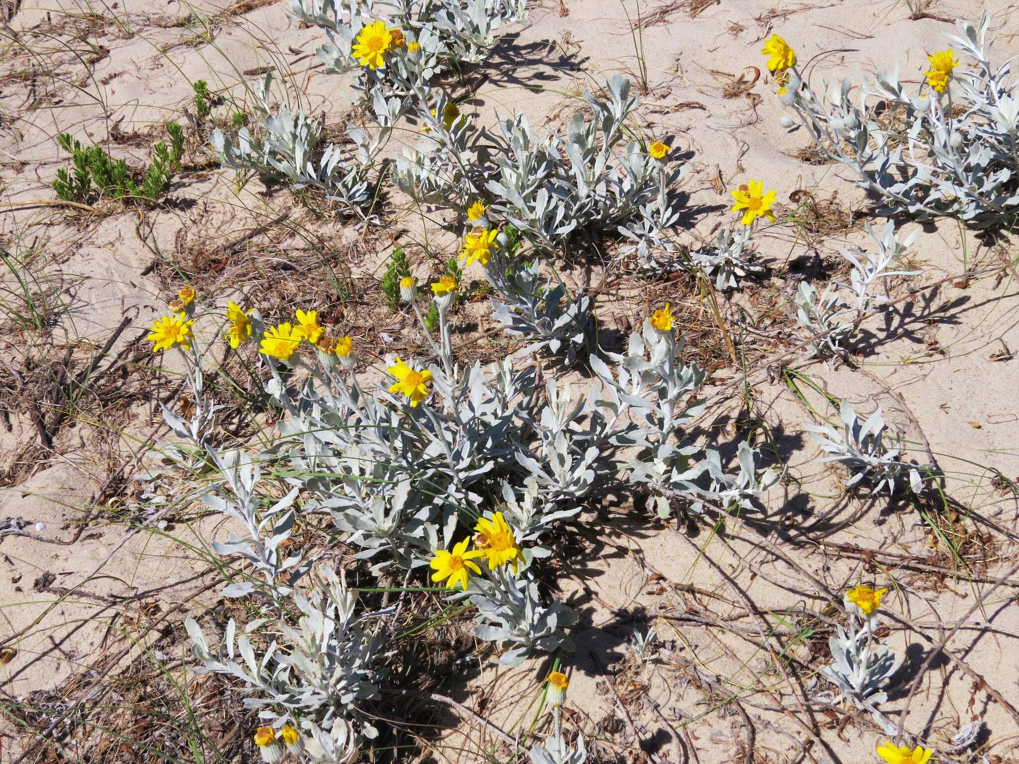 Image of Senecio crassiflorus (Poir.) DC.