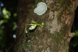 Image of common calabash tree