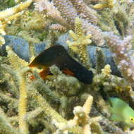 Image of Brown coral blenny