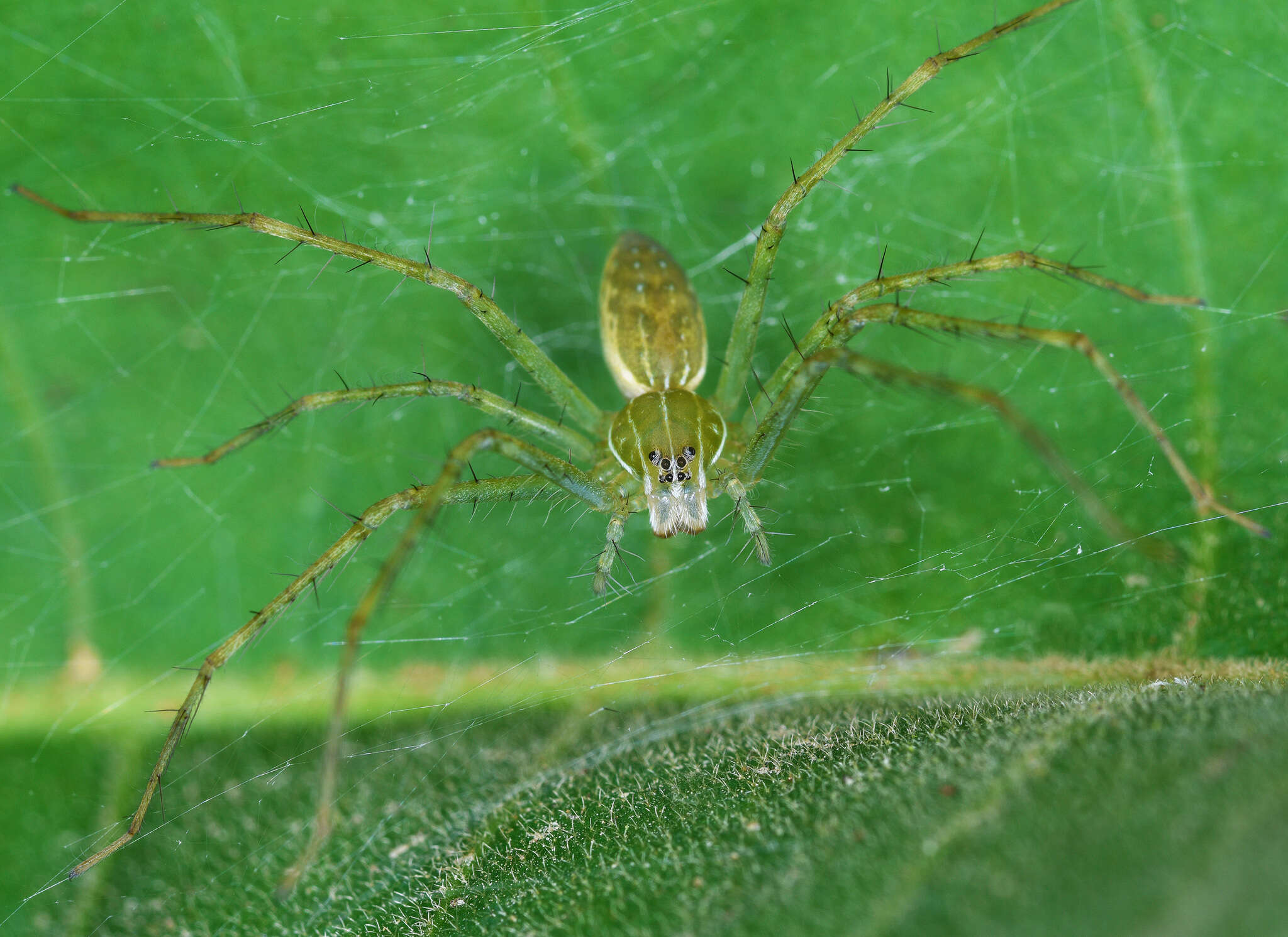 Plancia ëd Thaumasia argenteonotata (Simon 1898)