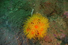 Image of tree coral