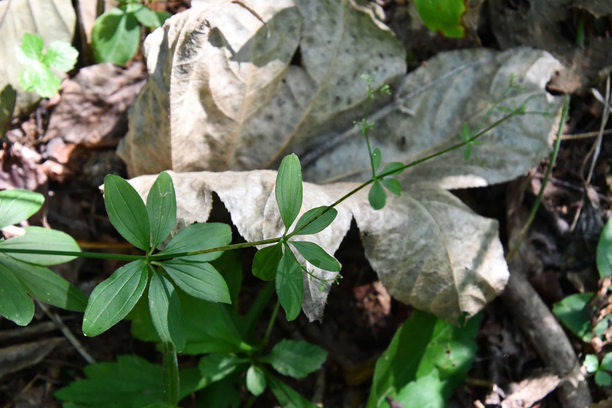 Plancia ëd Galium maximowiczii (Kom.) Pobed.