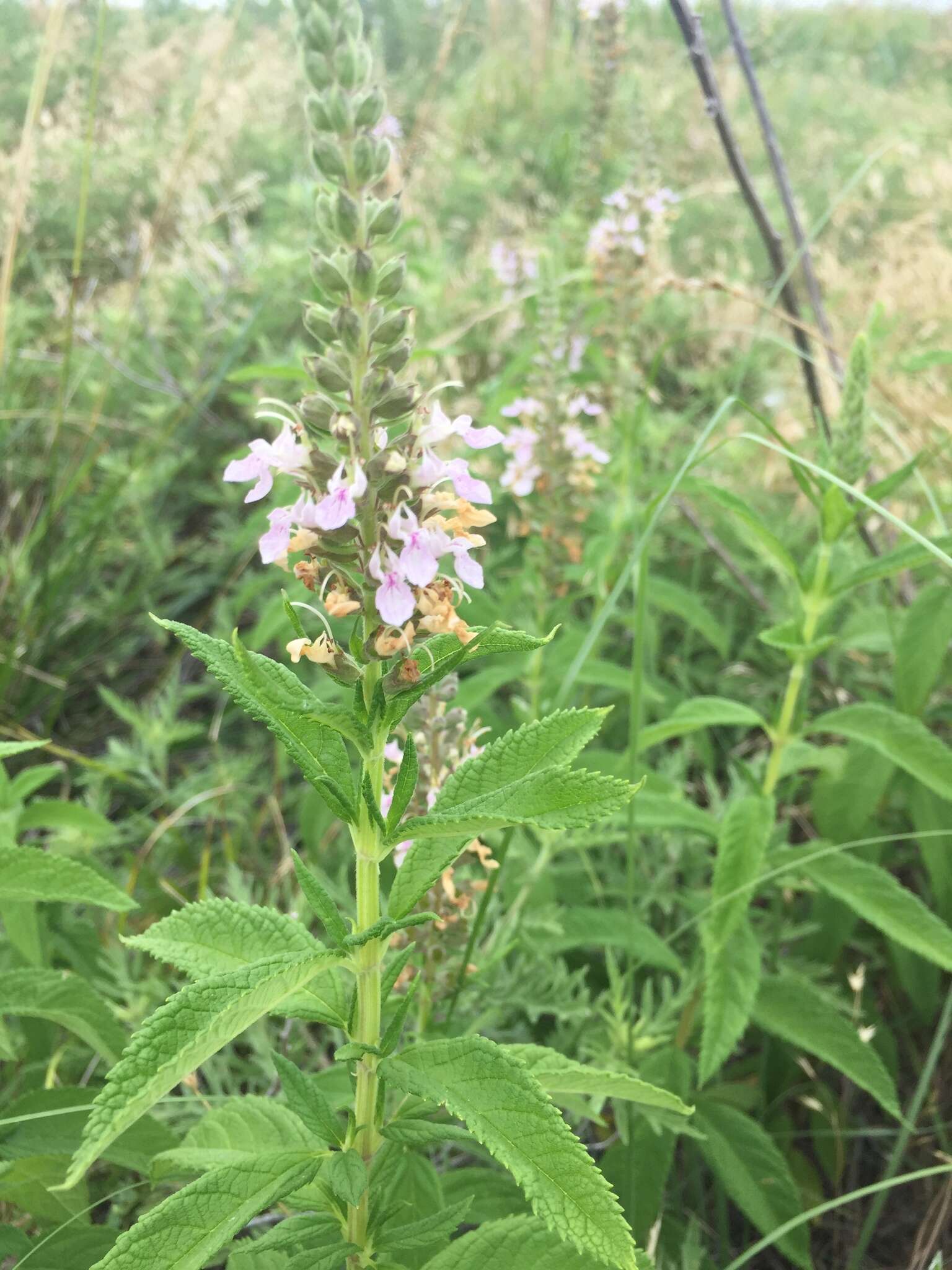 Image of Canada germander