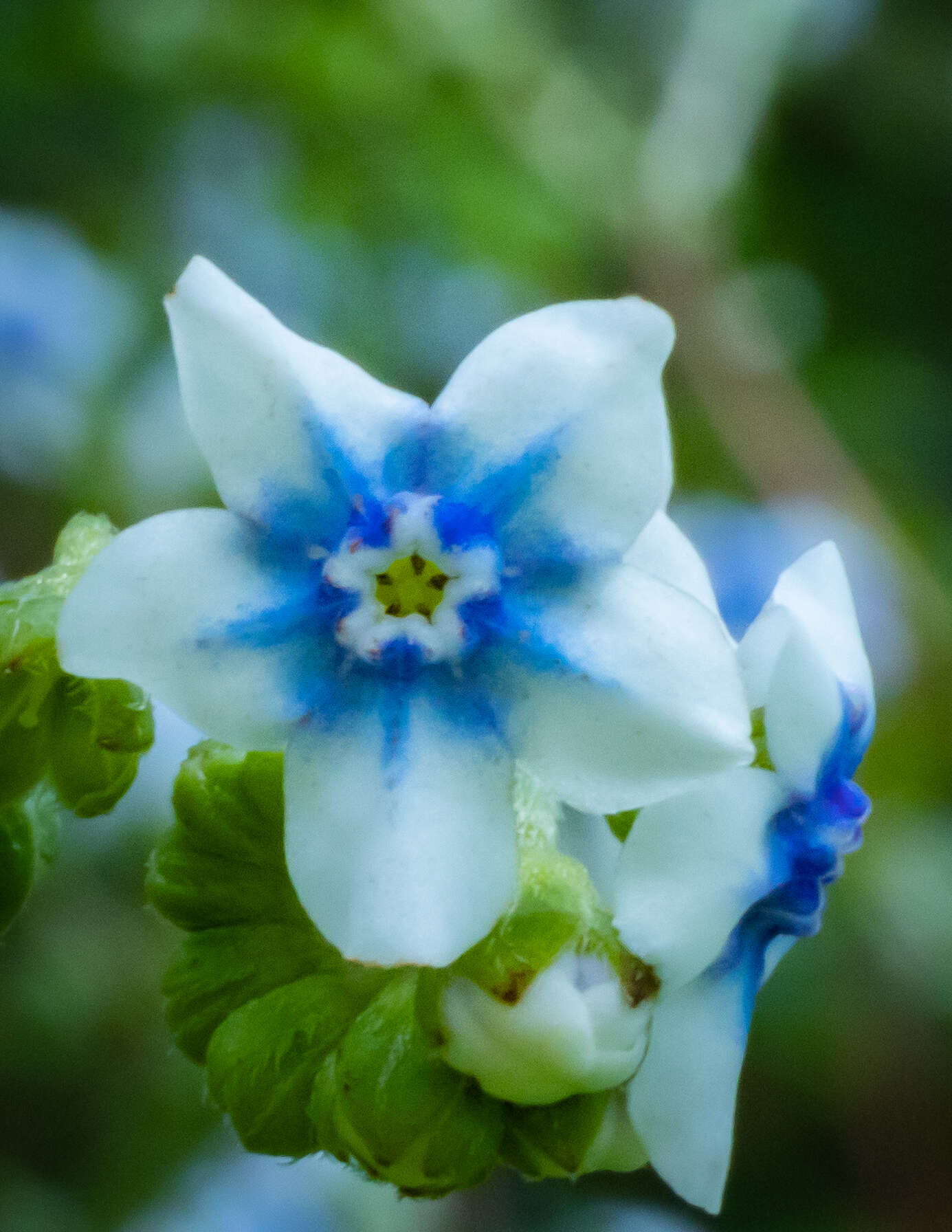 Image of Cynoglossum lambertianum (C. B. Clarke) Greuter & Stier