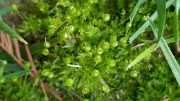 Image of physcomitrium moss