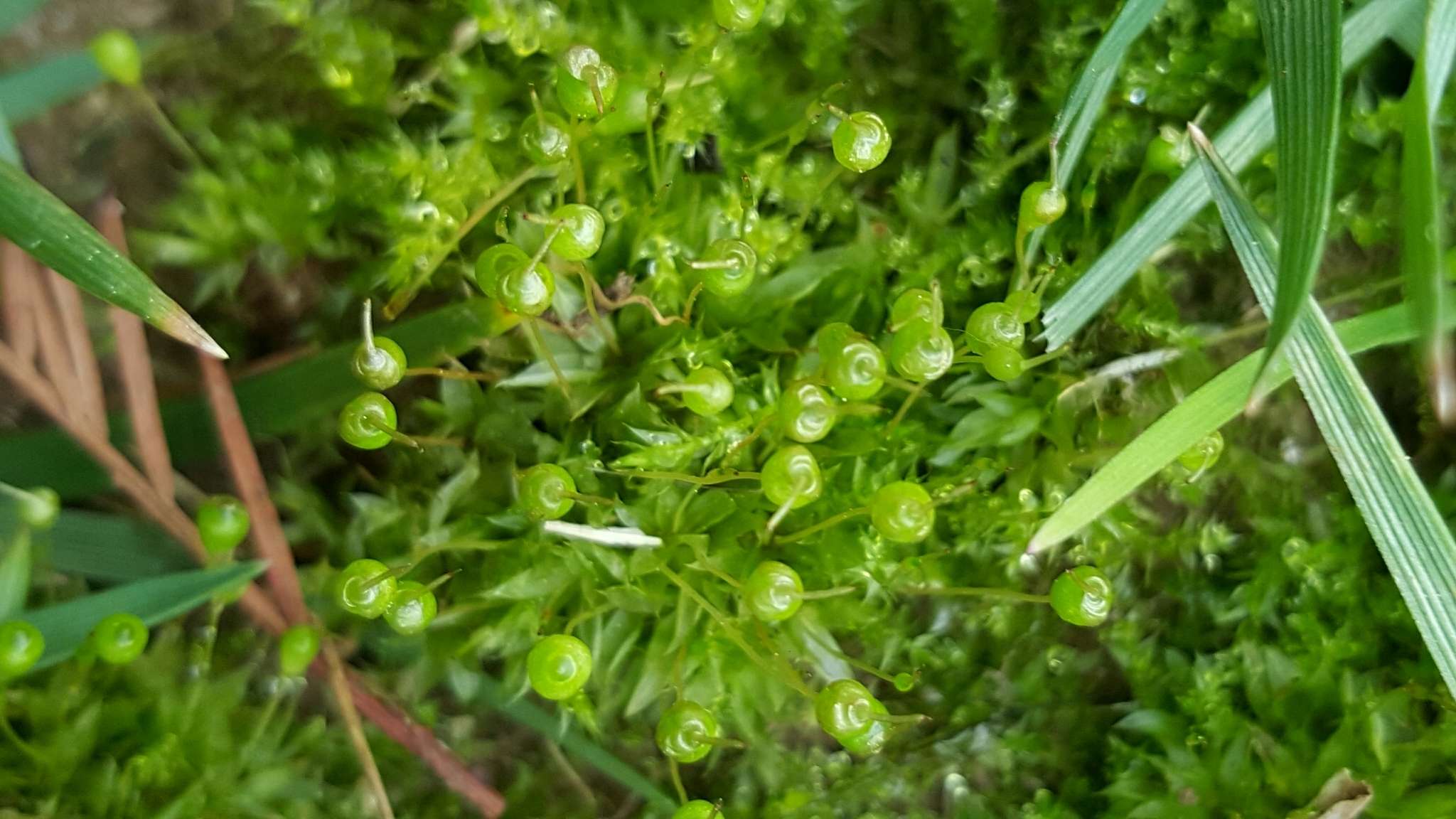 Image of physcomitrium moss