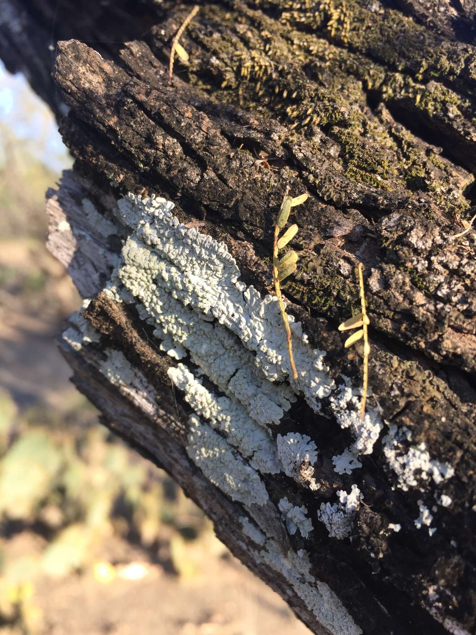 Image of dirinaria lichen