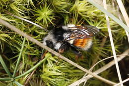 Image of Bombus vancouverensis Cresson 1879