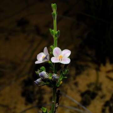 صورة Cyanothamnus coerulescens subsp. spinescens (Benth.) Duretto & Heslewood