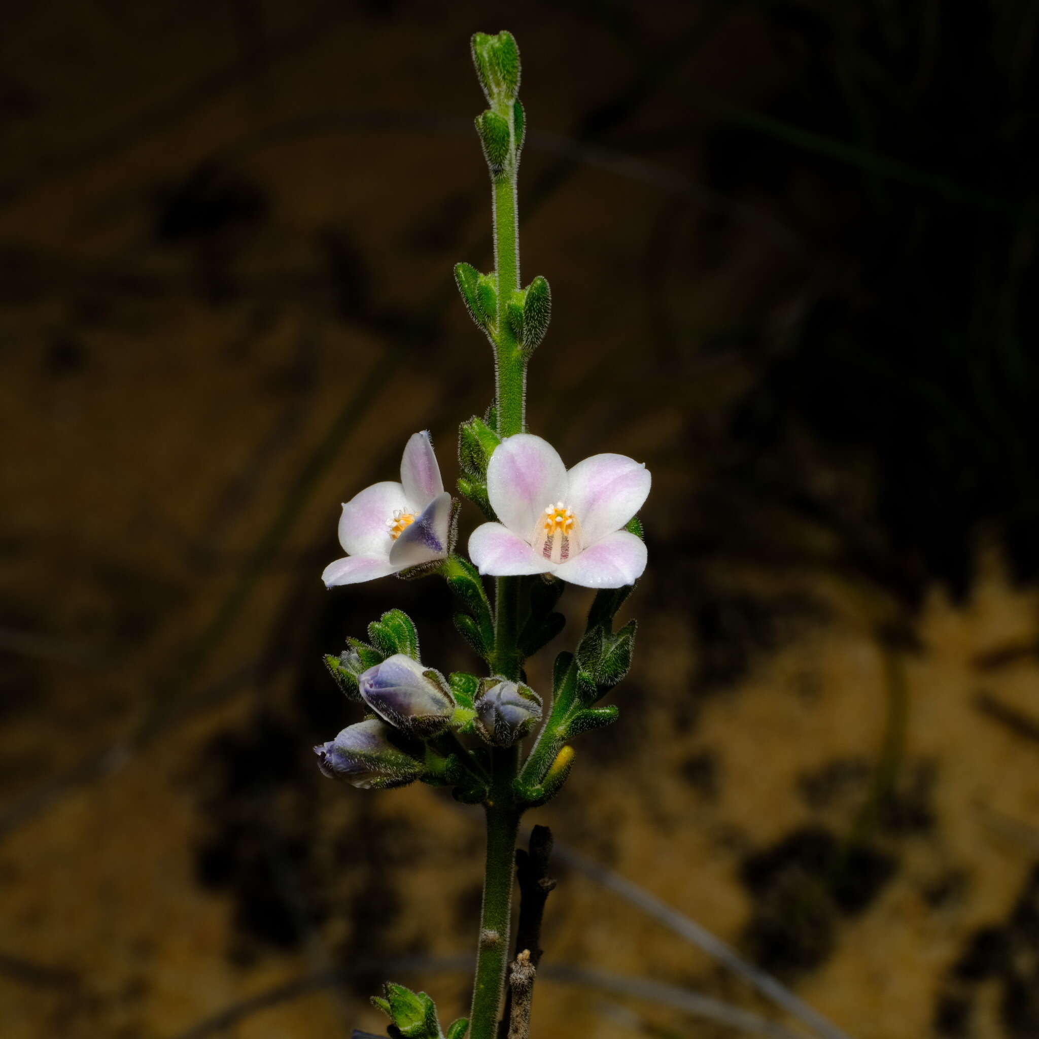 Cyanothamnus coerulescens subsp. spinescens (Benth.) Duretto & Heslewood的圖片