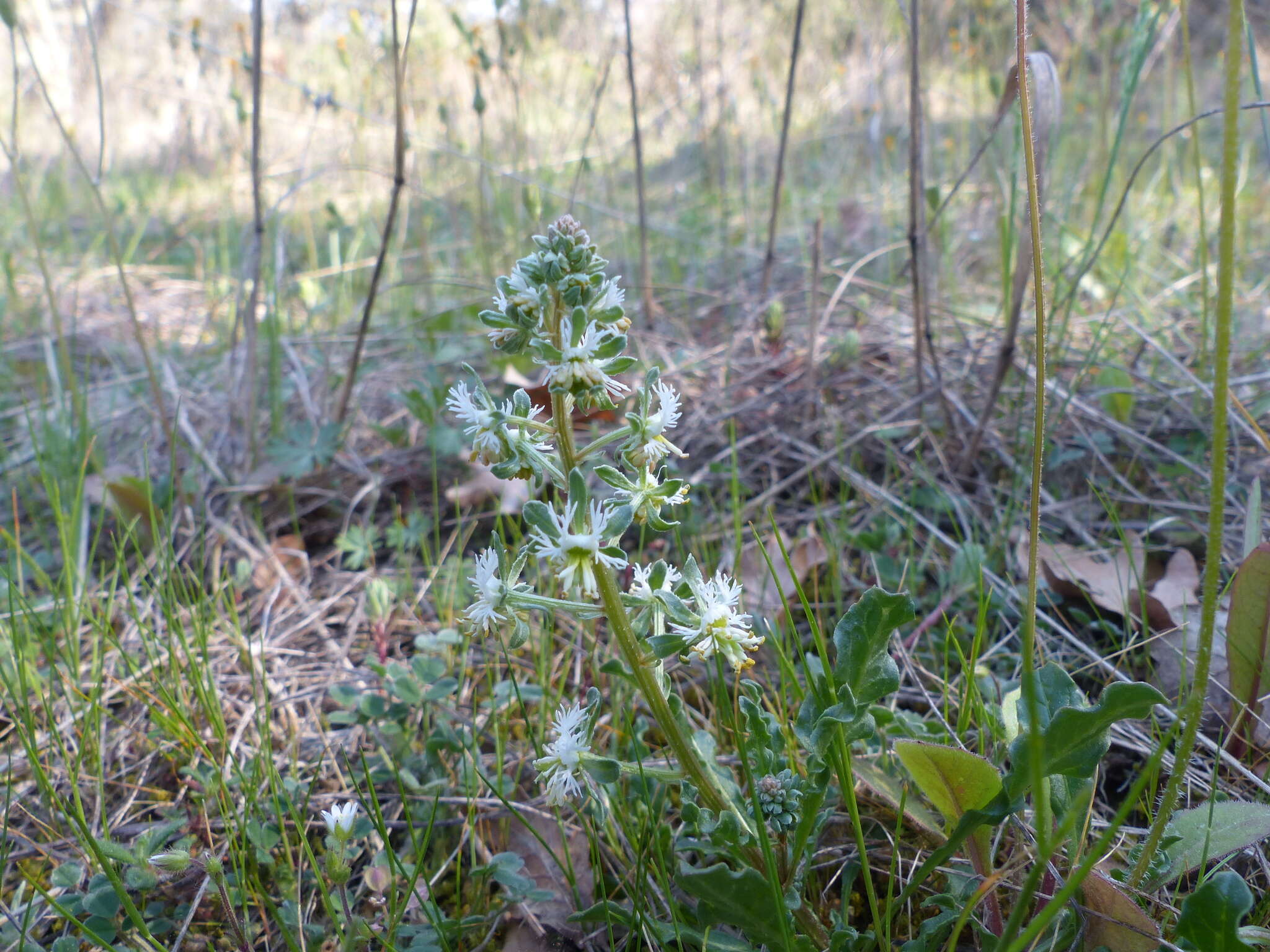 Image of rampion mignonette