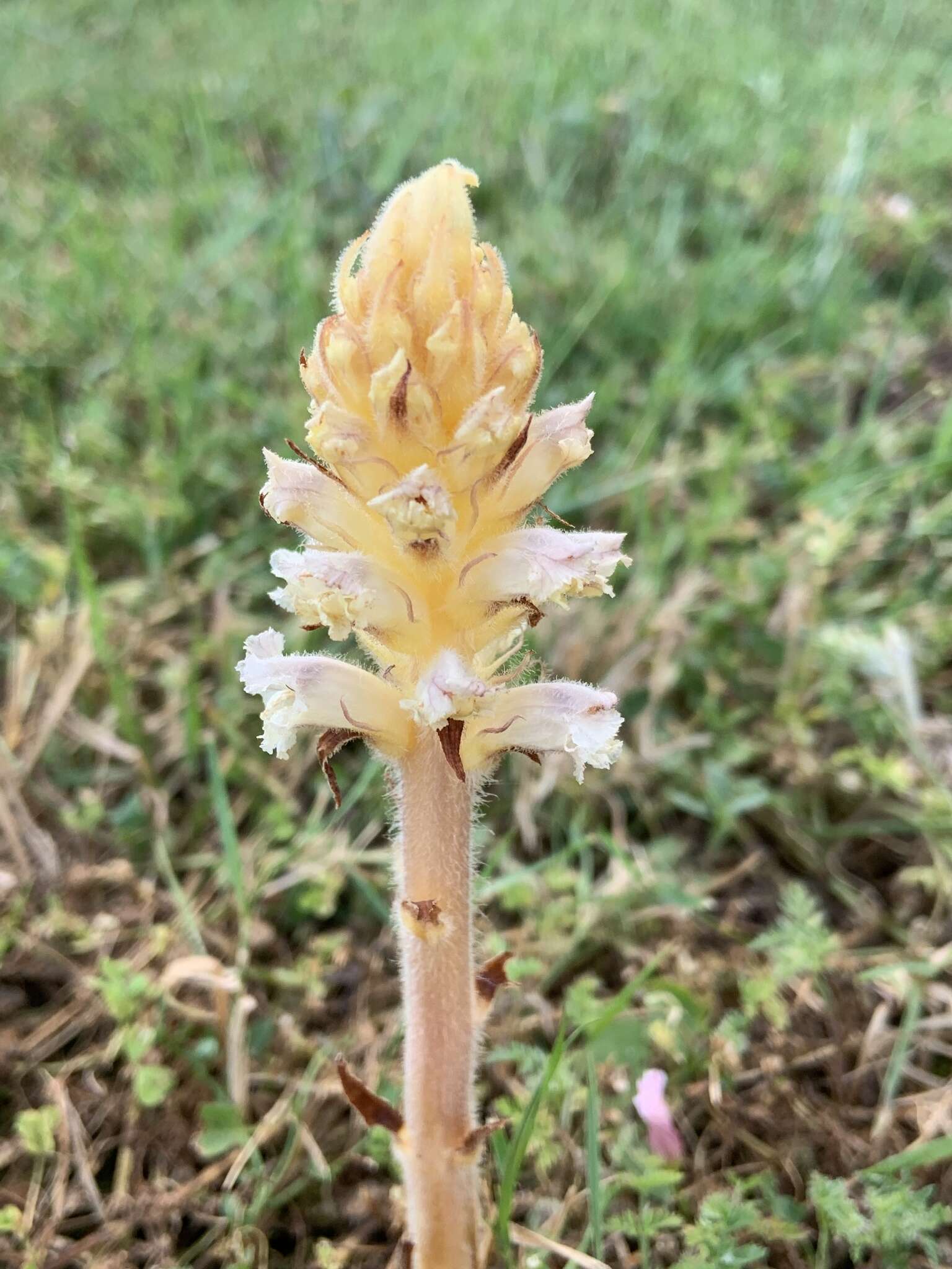 Image of oxtongue broomrape