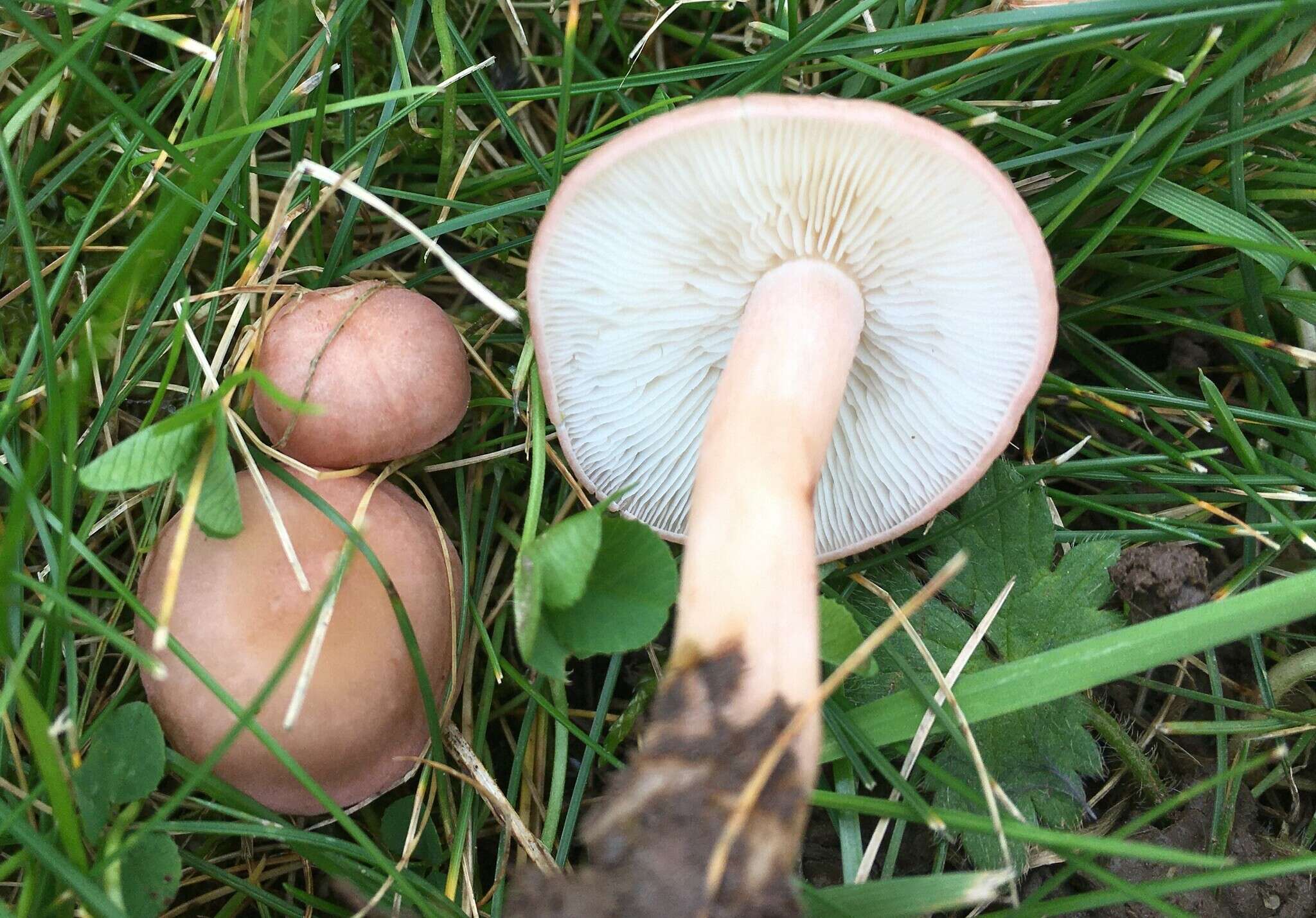 Calocybe carnea (Bull.) Donk resmi