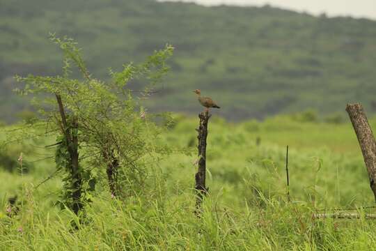 Image of Painted Francolin