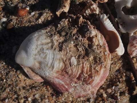 Image of scarlet thorny oyster