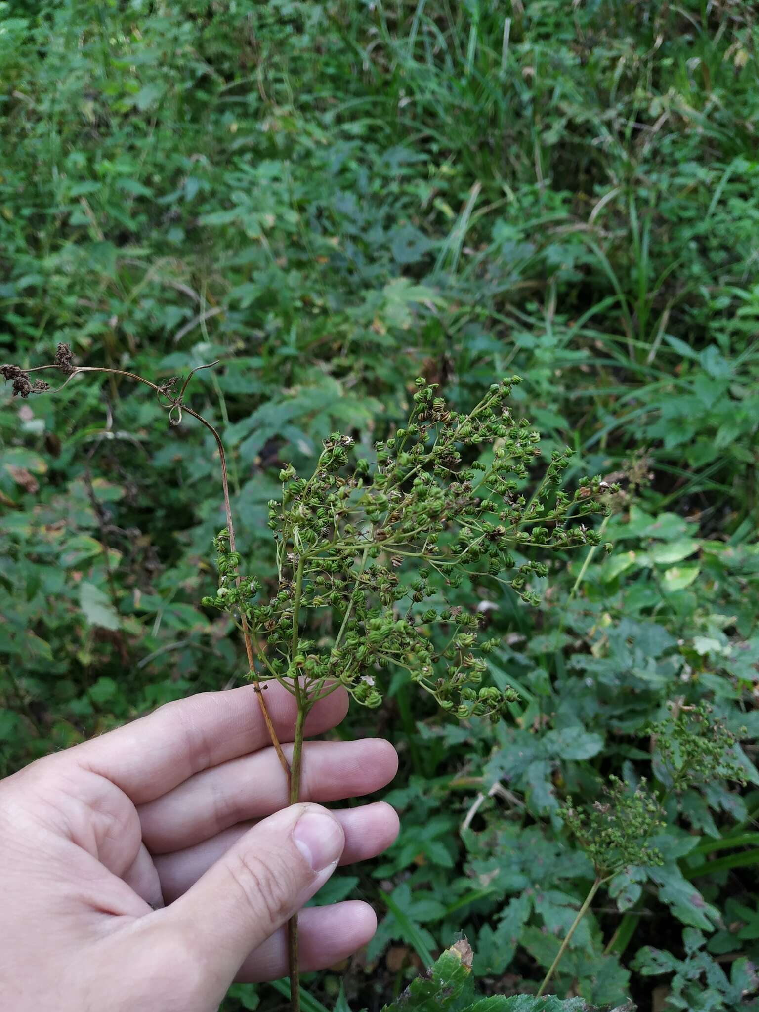 Plancia ëd Filipendula ulmaria subsp. denudata (J. & C. Presl) Hayek