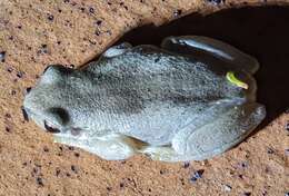 Image of Bleating Tree Frog