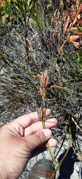 Image of Tetraria eximia C. B. Clarke