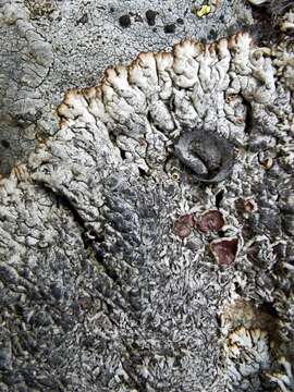 Image of Brodoa intestiniformis (Vill.) Goward