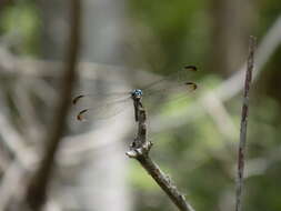 Image of Gray-waisted Skimmer